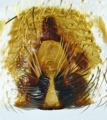 Alopecosa pulverulenta